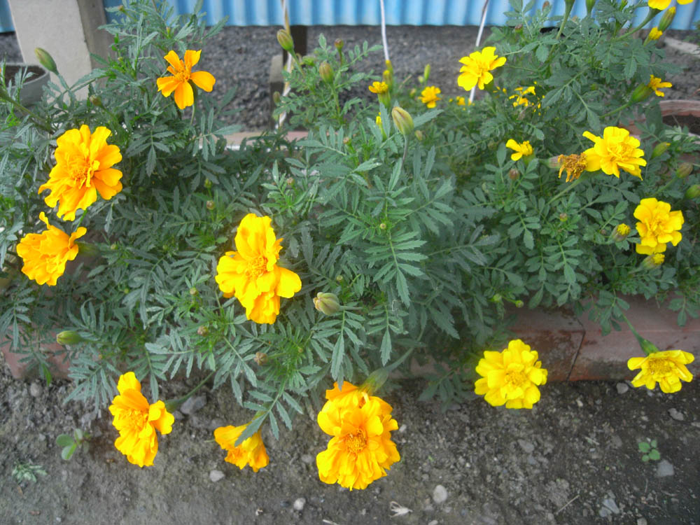 �U���P�Q��