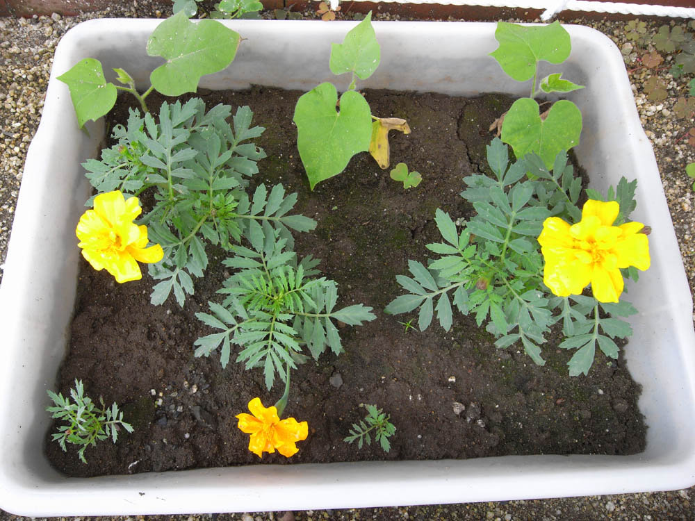 �U���P�T��