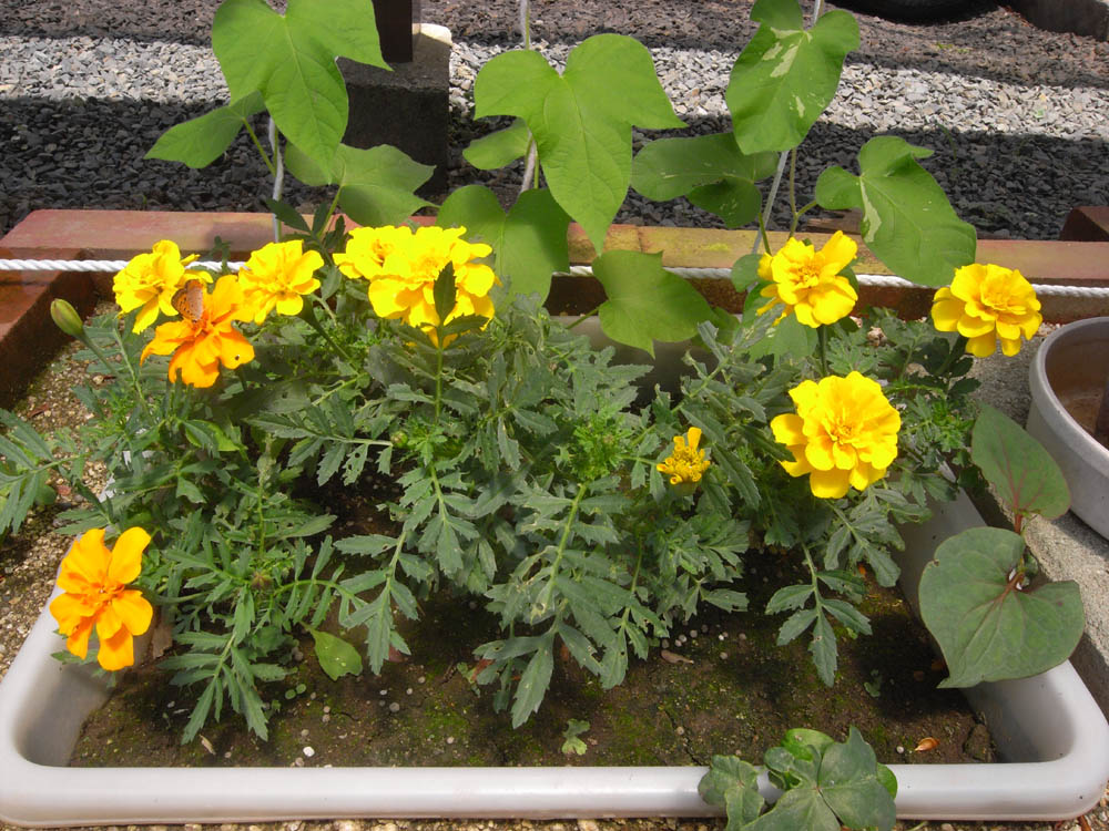 �U���P�V��