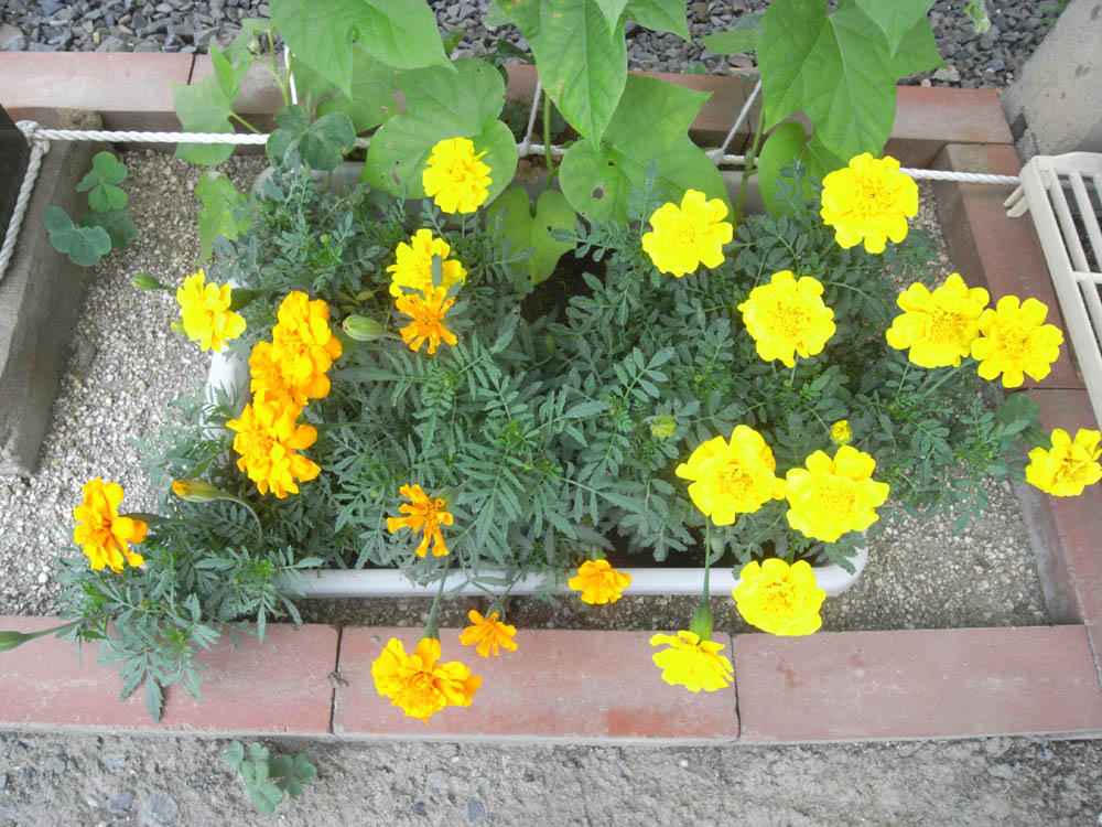 �U���P�X��