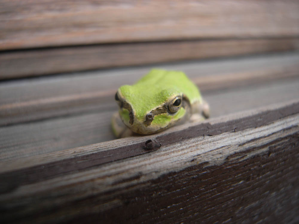 �V���Q�T��