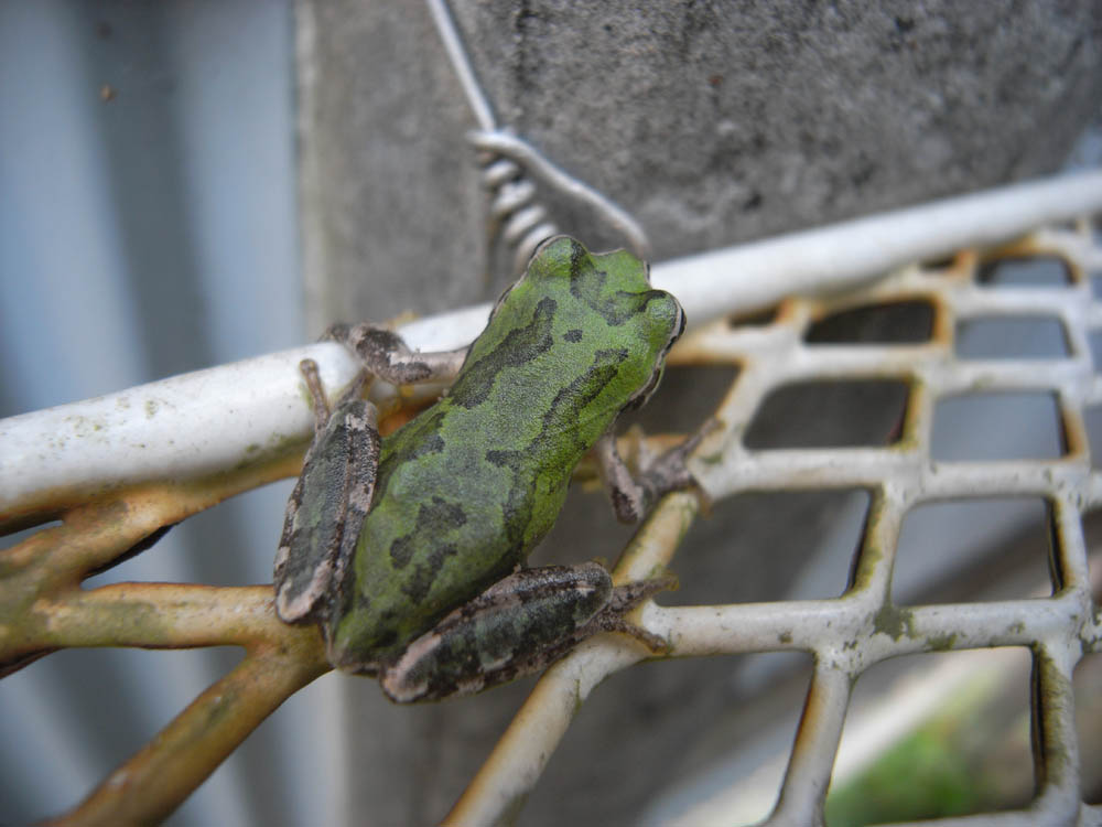 �V���Q�V��