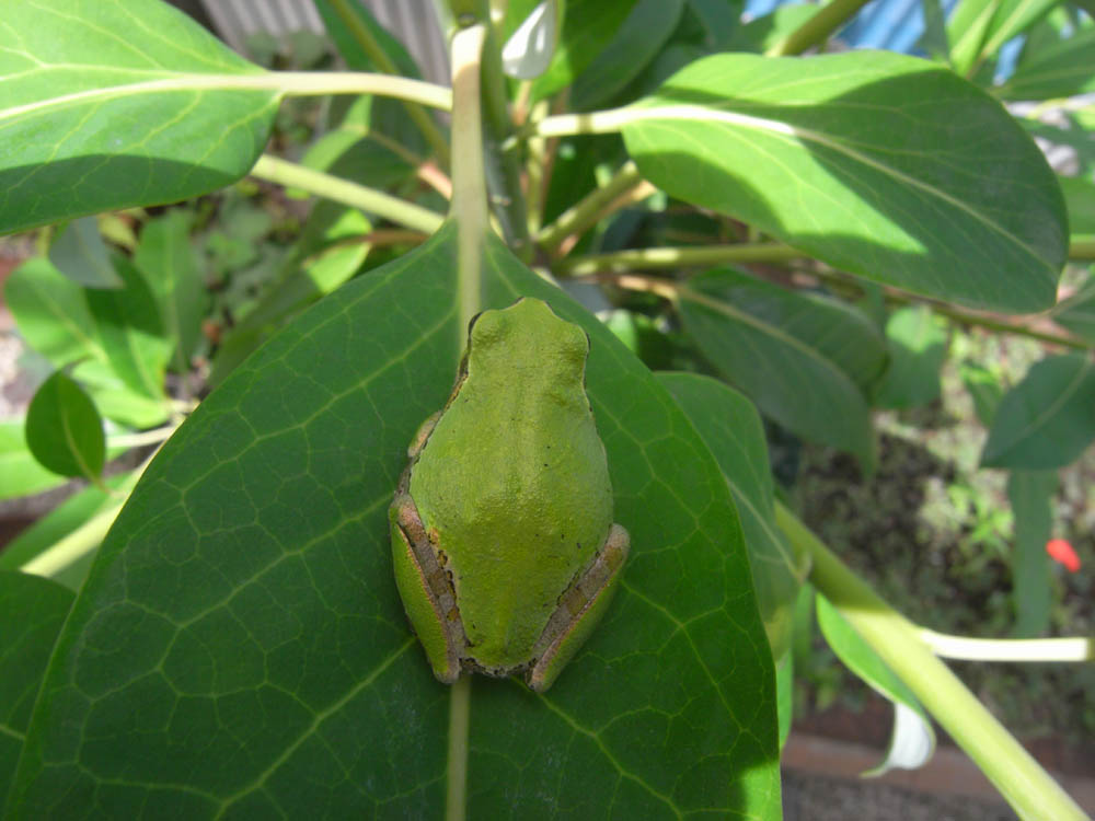 �V���P�U��