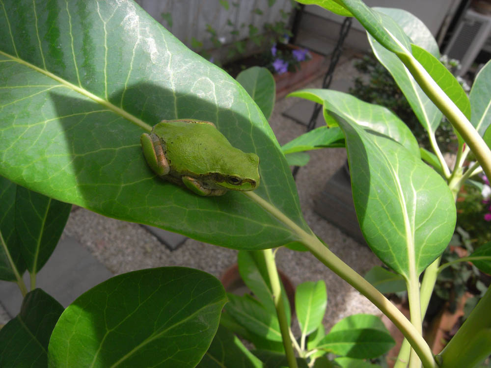 �V���P�U��