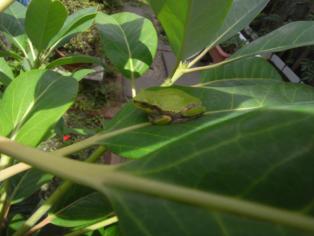 �V���P�U��