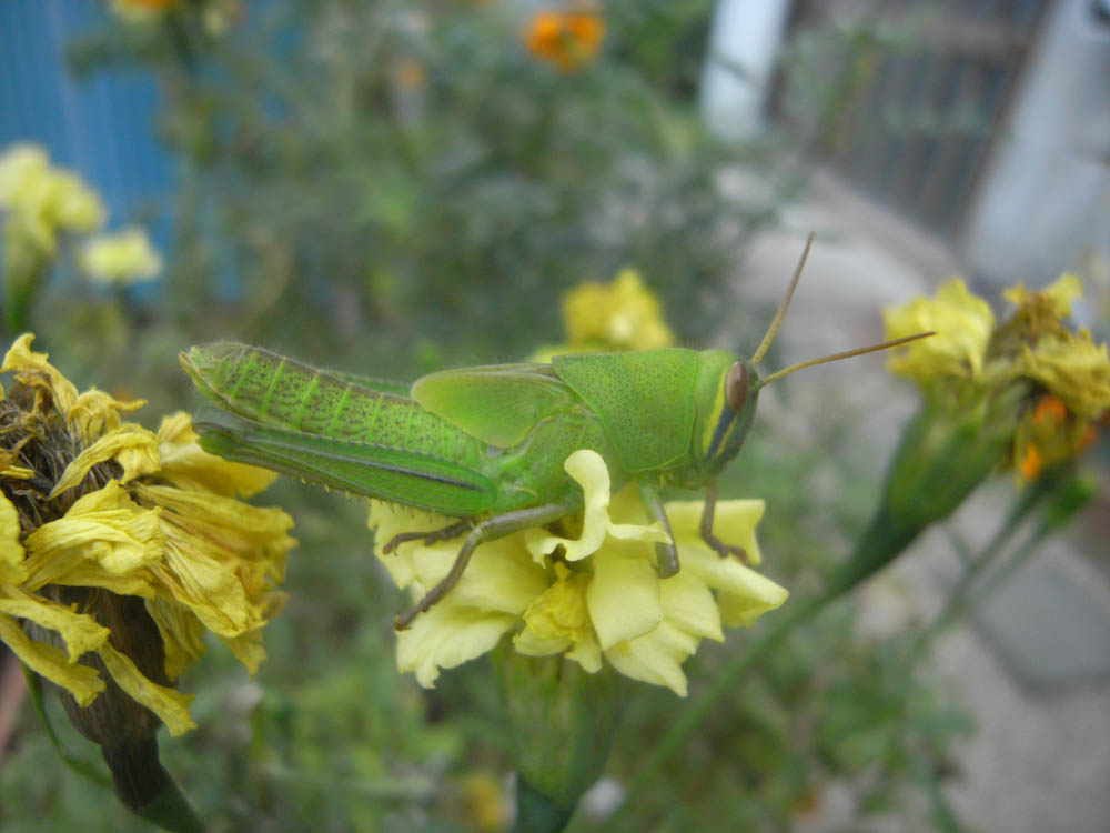 �u�o�b�^�v