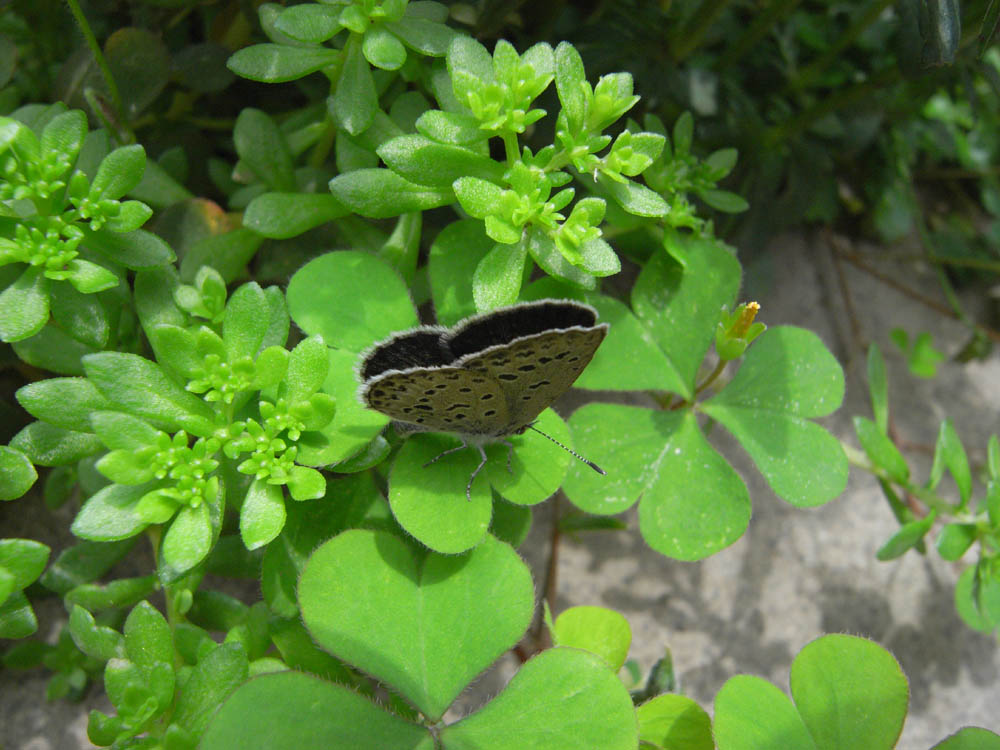 ���~�W���X