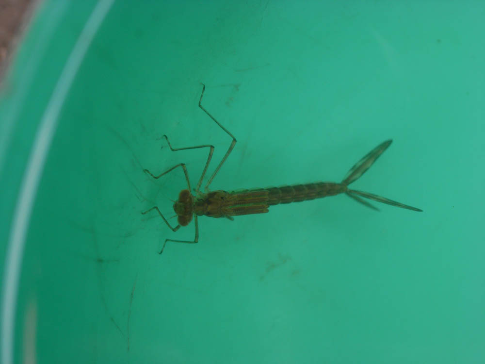 �g���{�c��