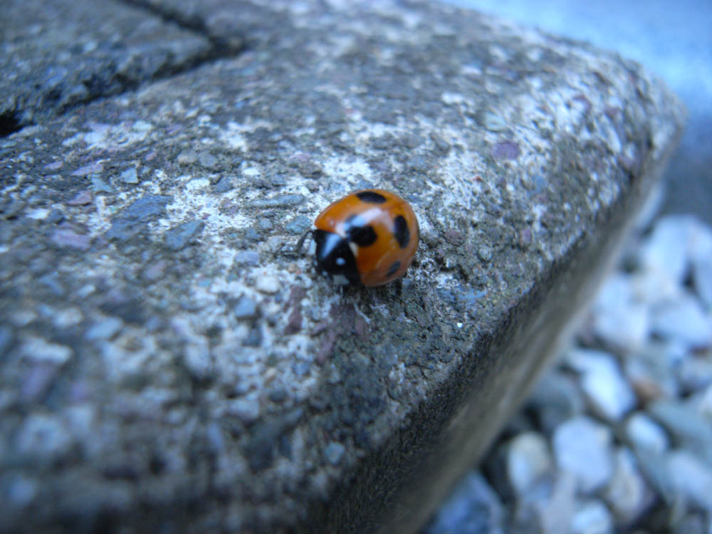 �e���g�E���V