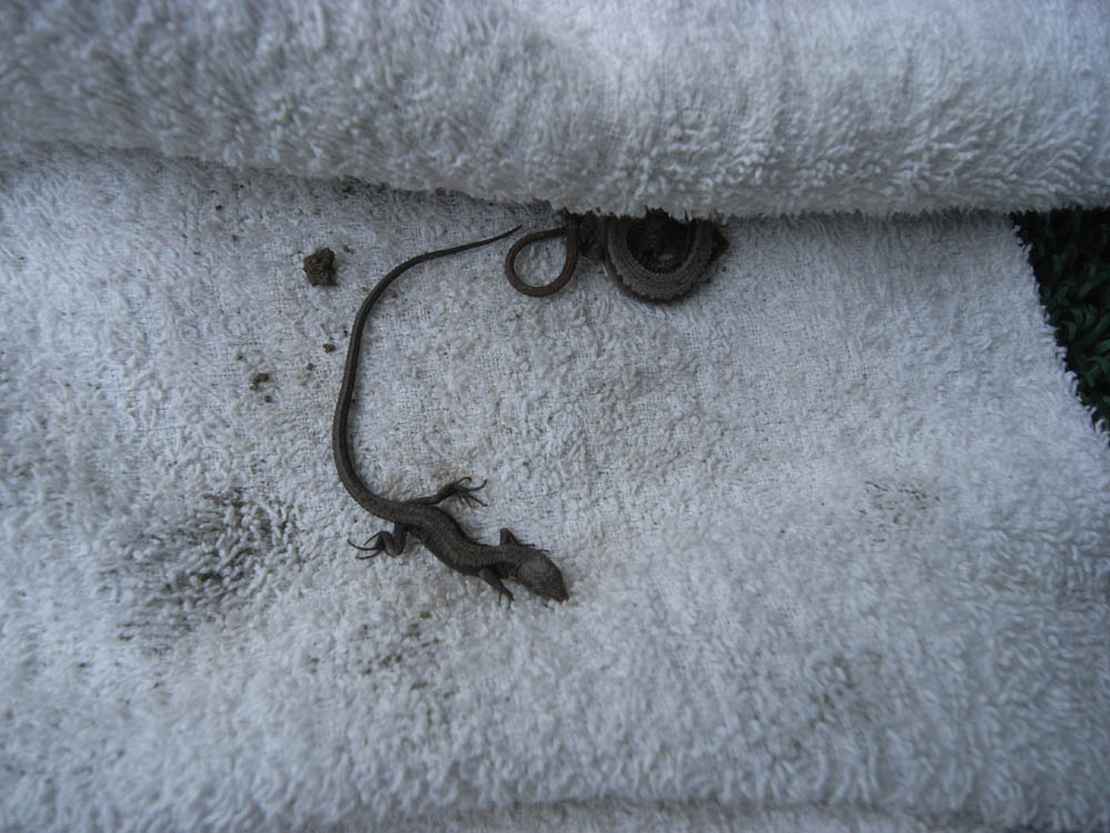 �J�i�w�r�I