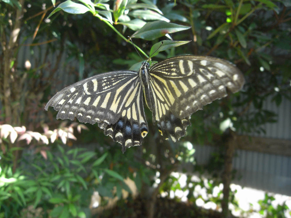 �A�Q�n���X