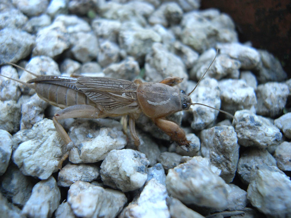 �I�P���ق�