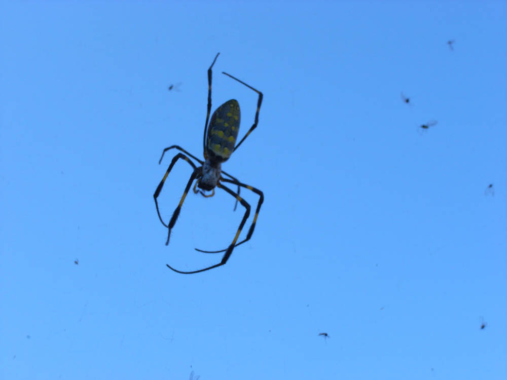 �X�p�C�_�[