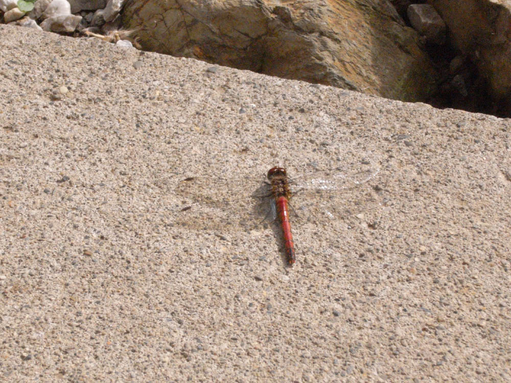 �ԃg���{�H