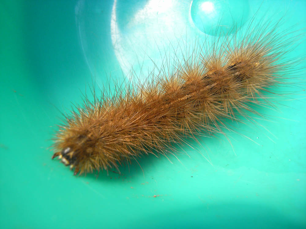 �n�𔇂���