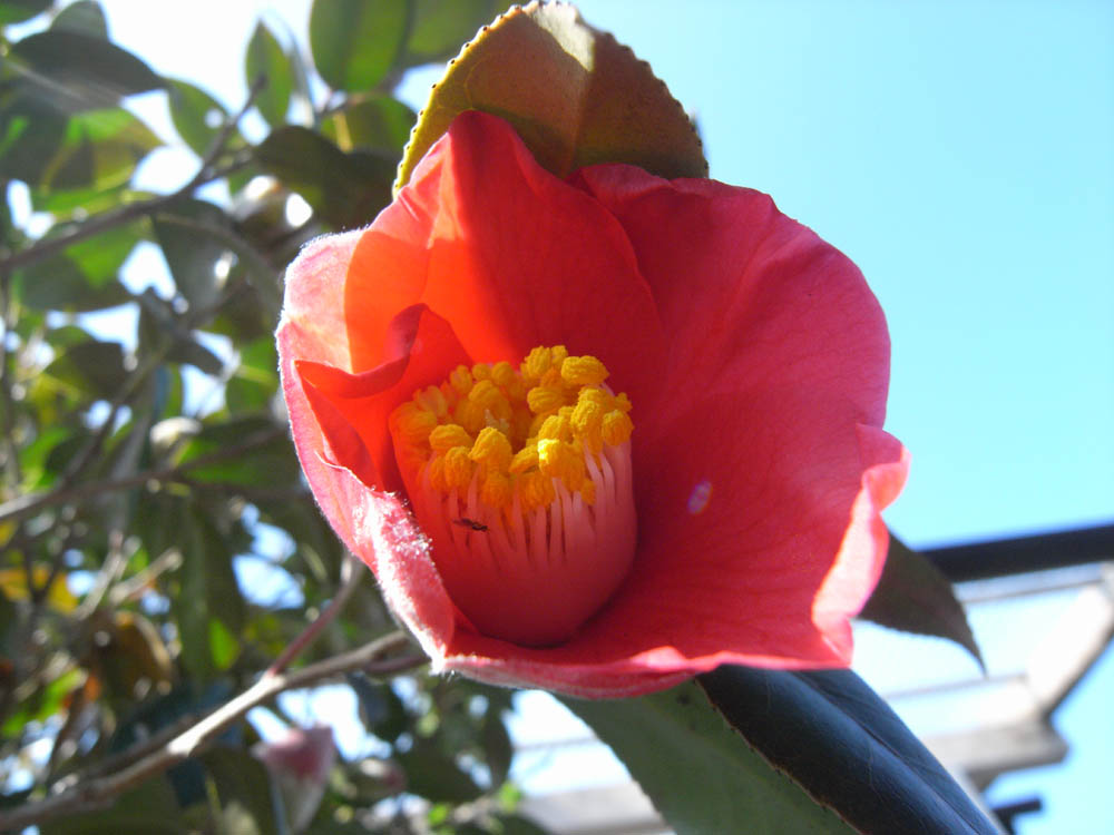 �u�c�o�L�v