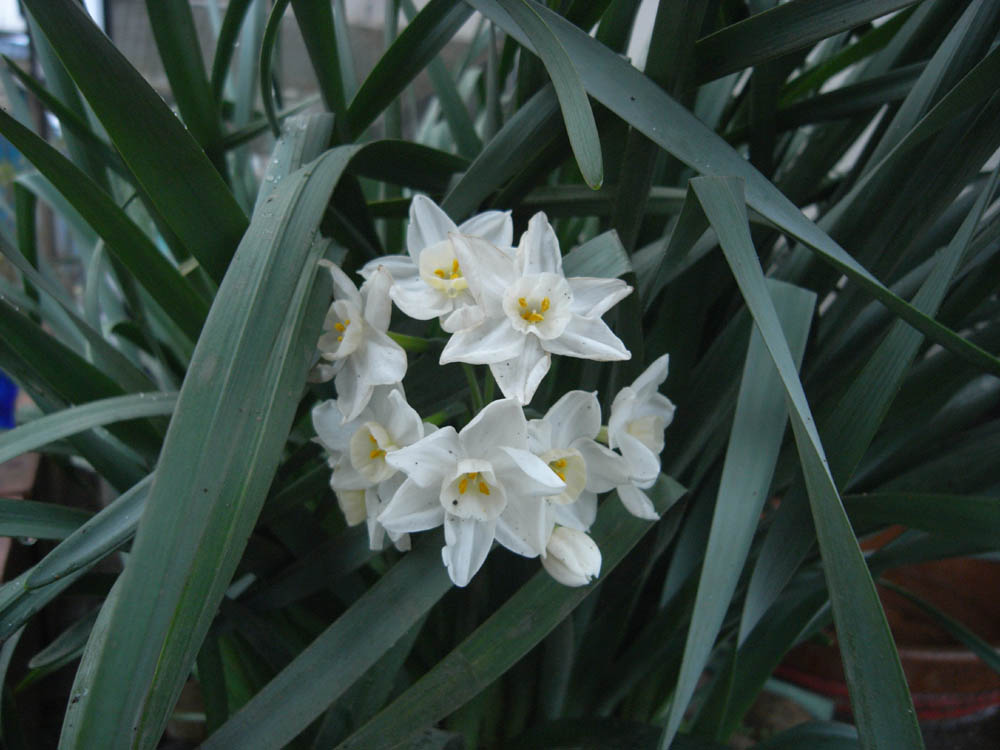 ���{����H