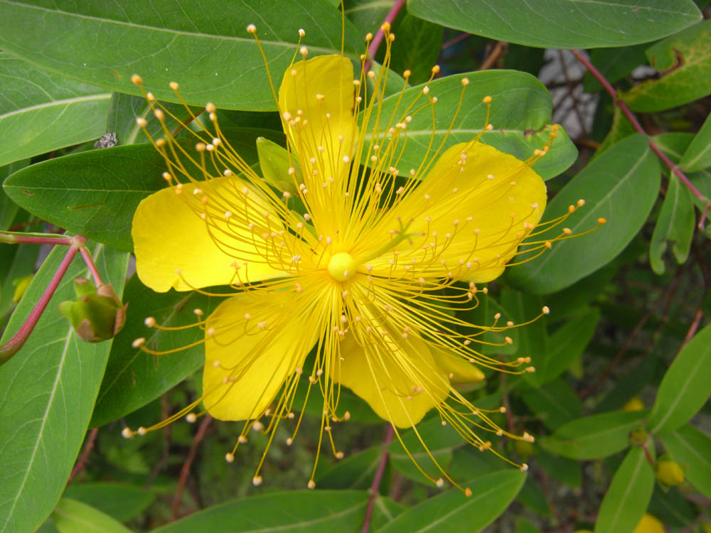 �I�g�M����