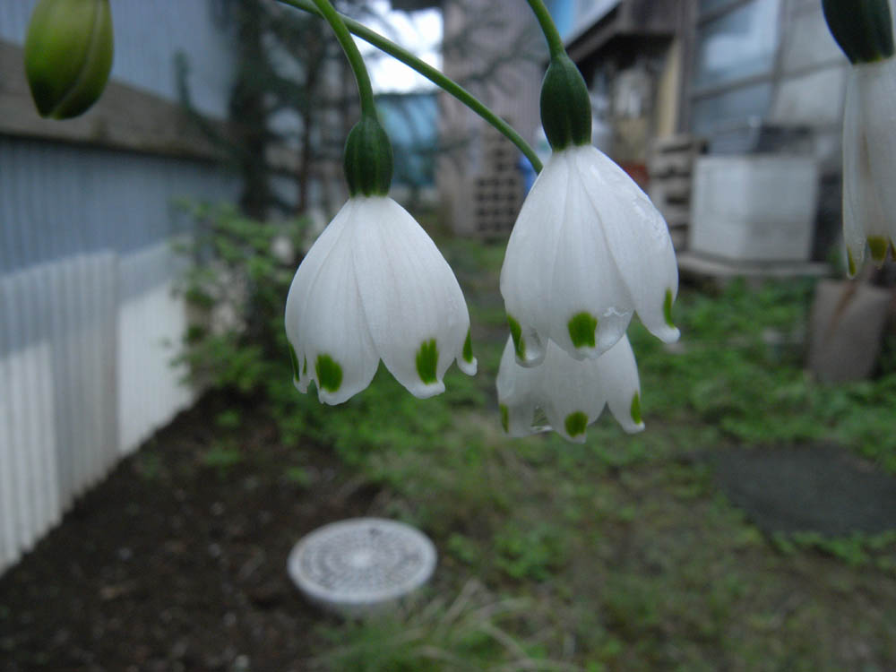 ���̑��̉�