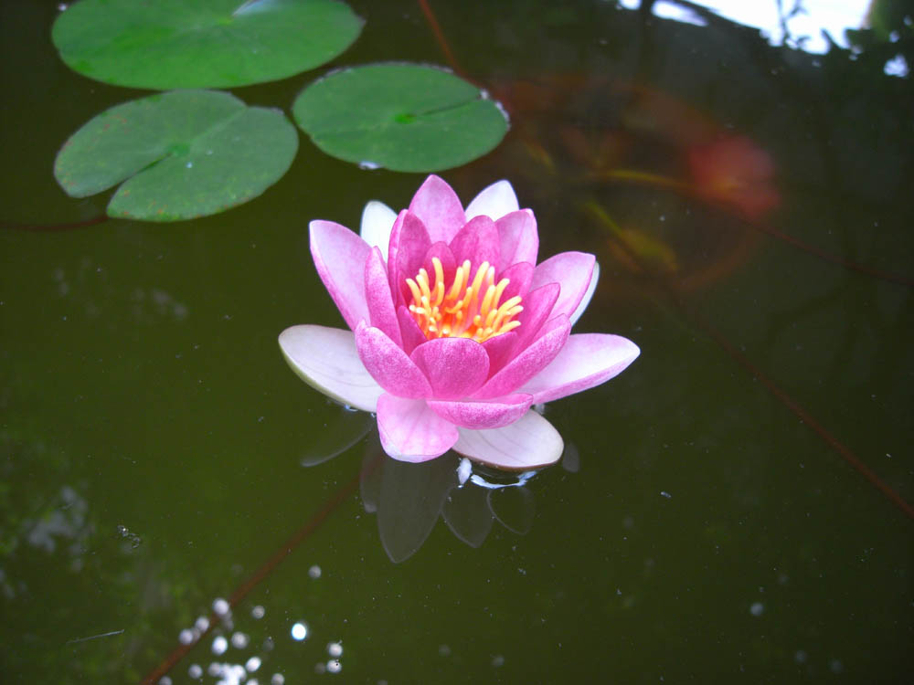 �X�C�����I