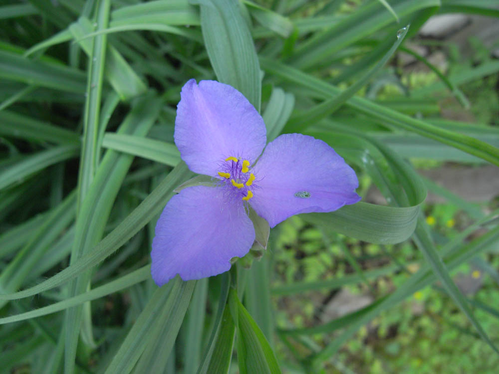 �c���N�T�I