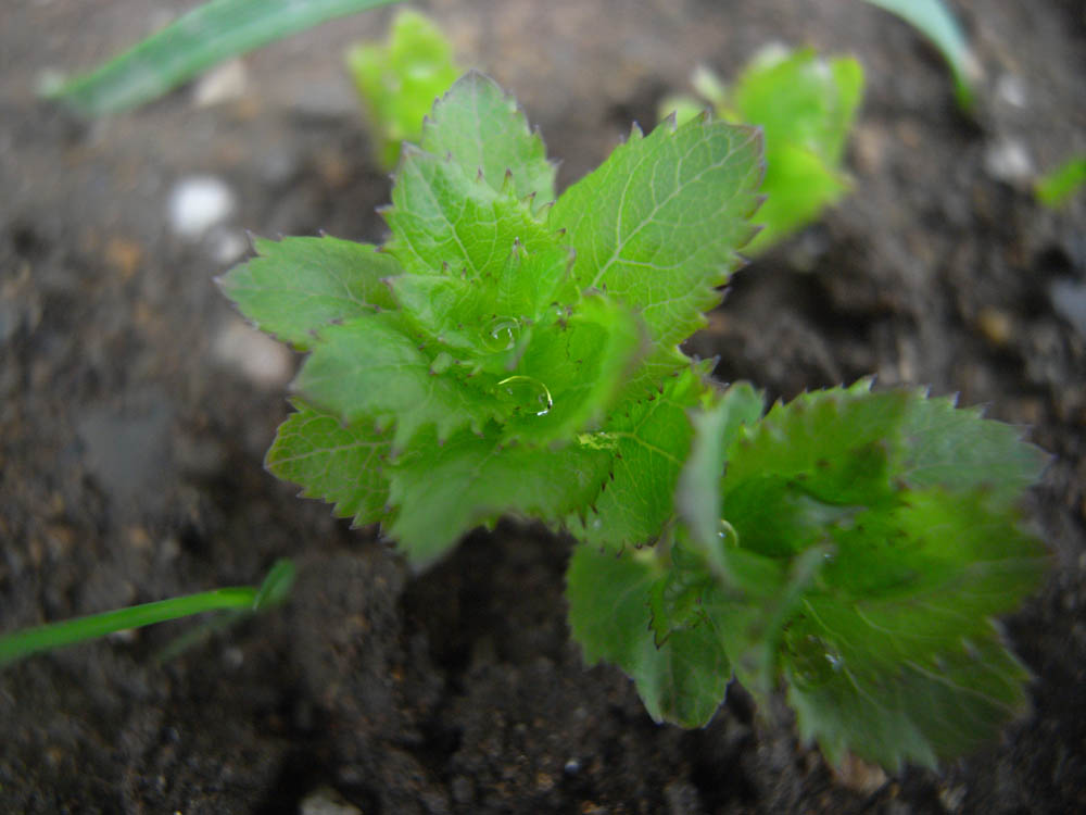 �T���O�S��