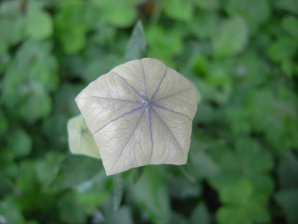 �V���O�R��