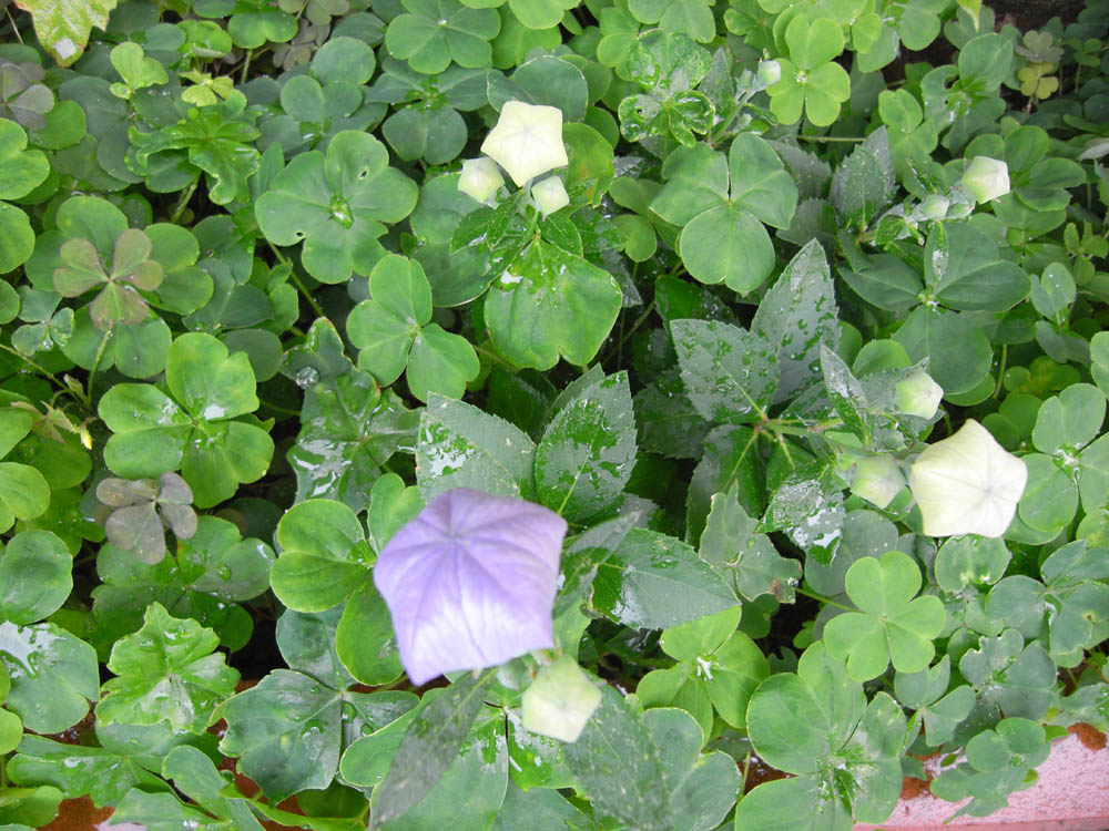 �V���O�T��