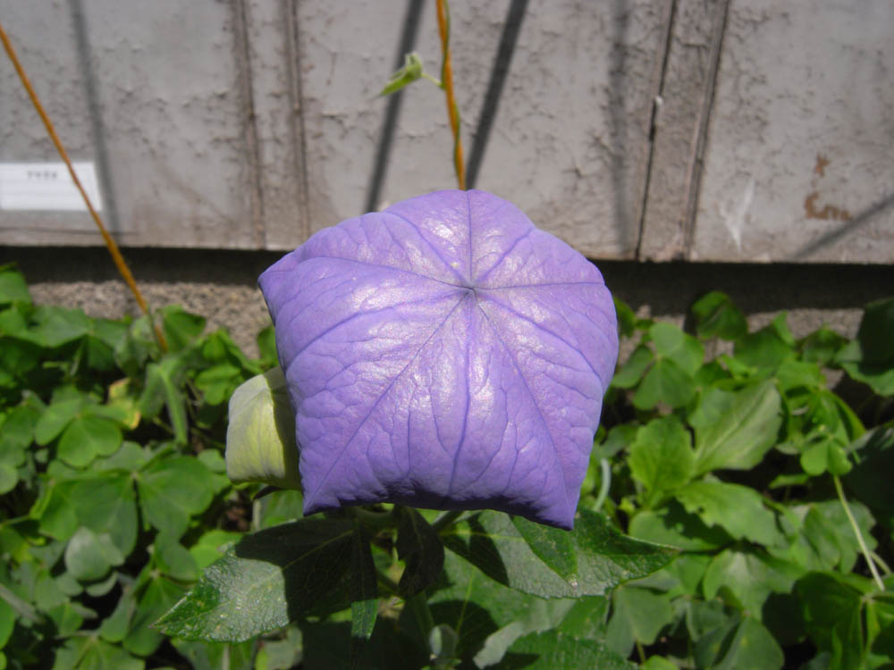 �V���O�T��