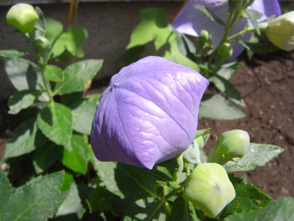 �V���O�T��