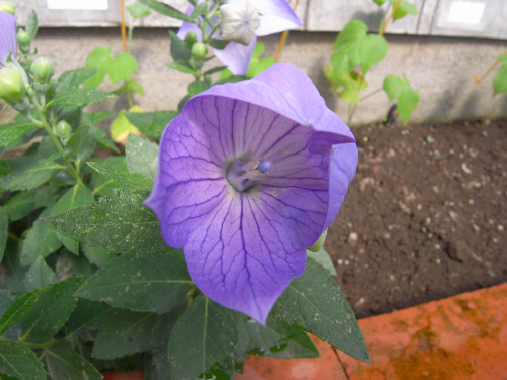 �V���O�T��