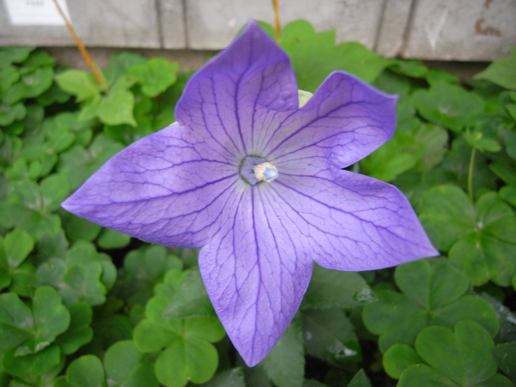 �V���O�T��