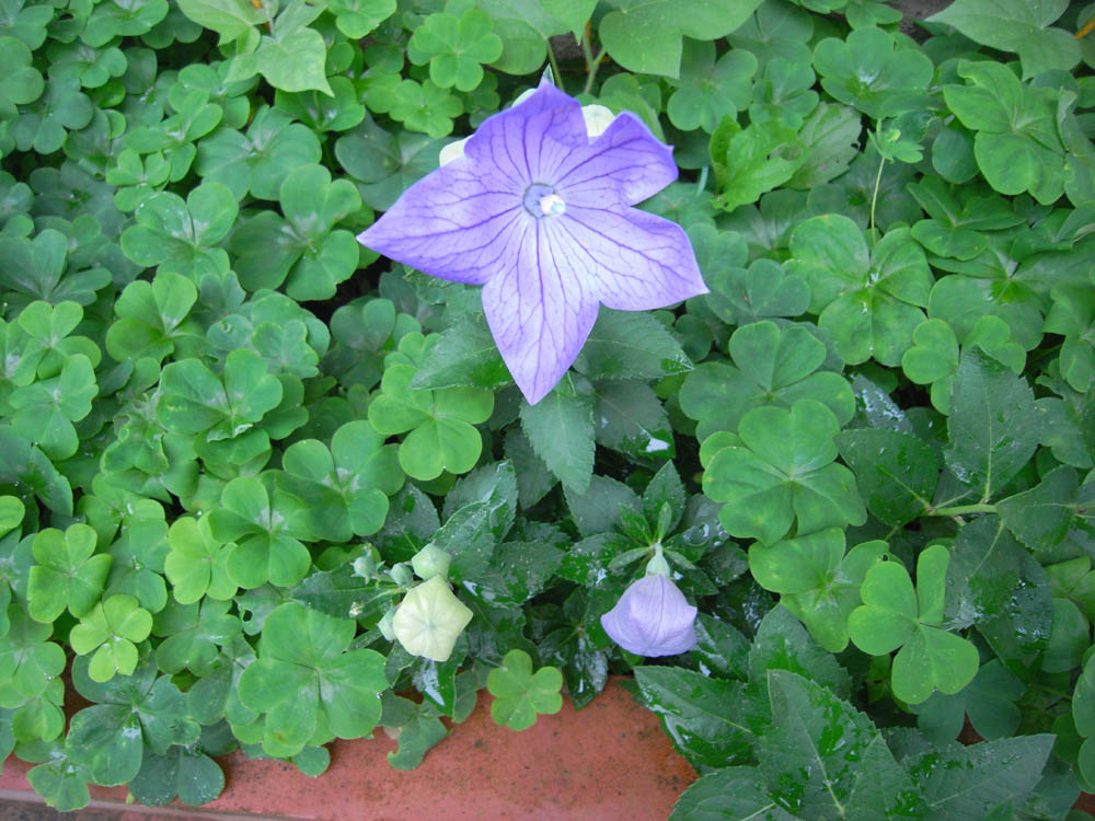 �V���O�T��