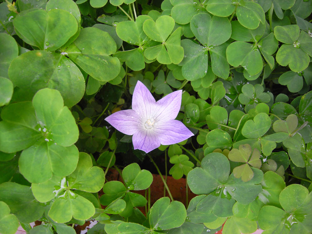 �V���O�T��