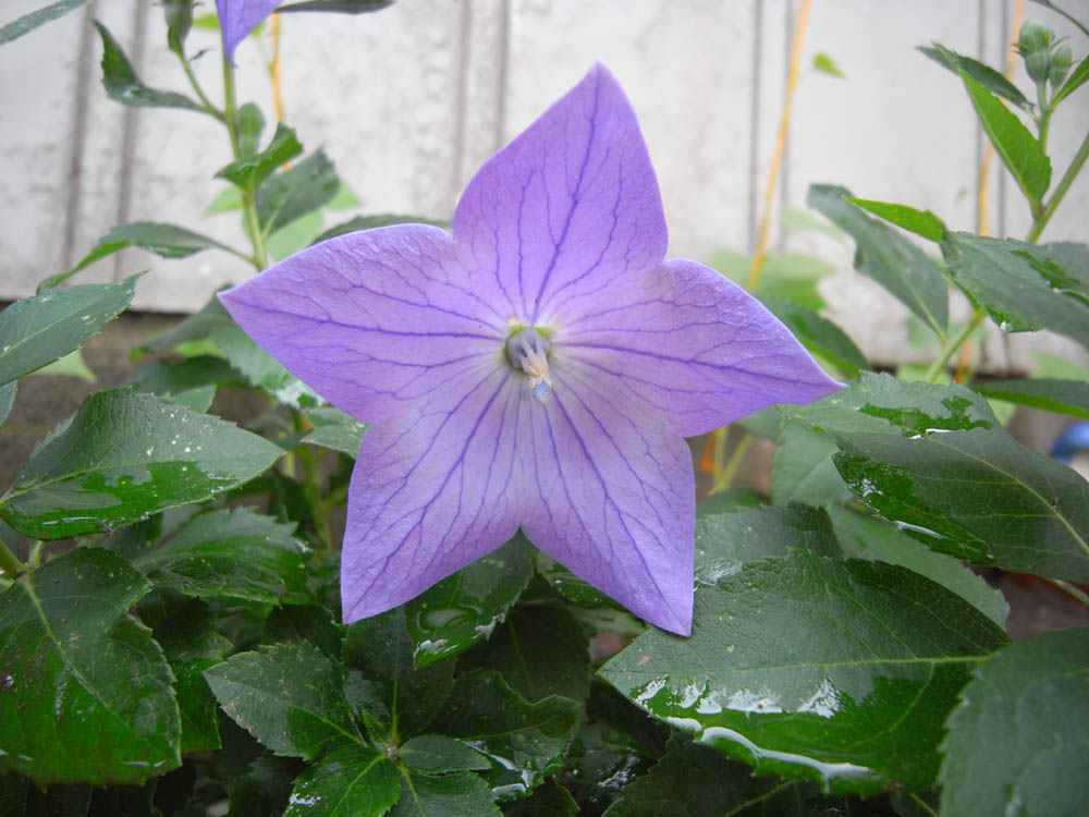 �V���O�T��