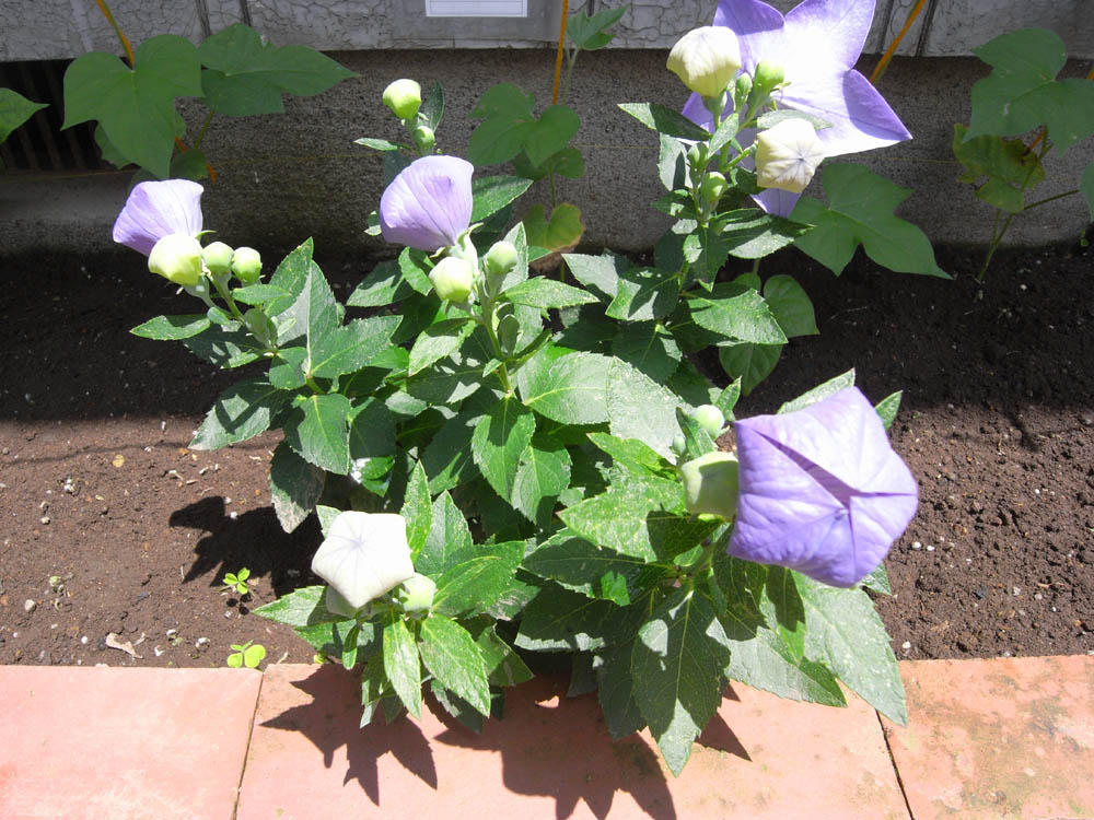 �V���P�O��