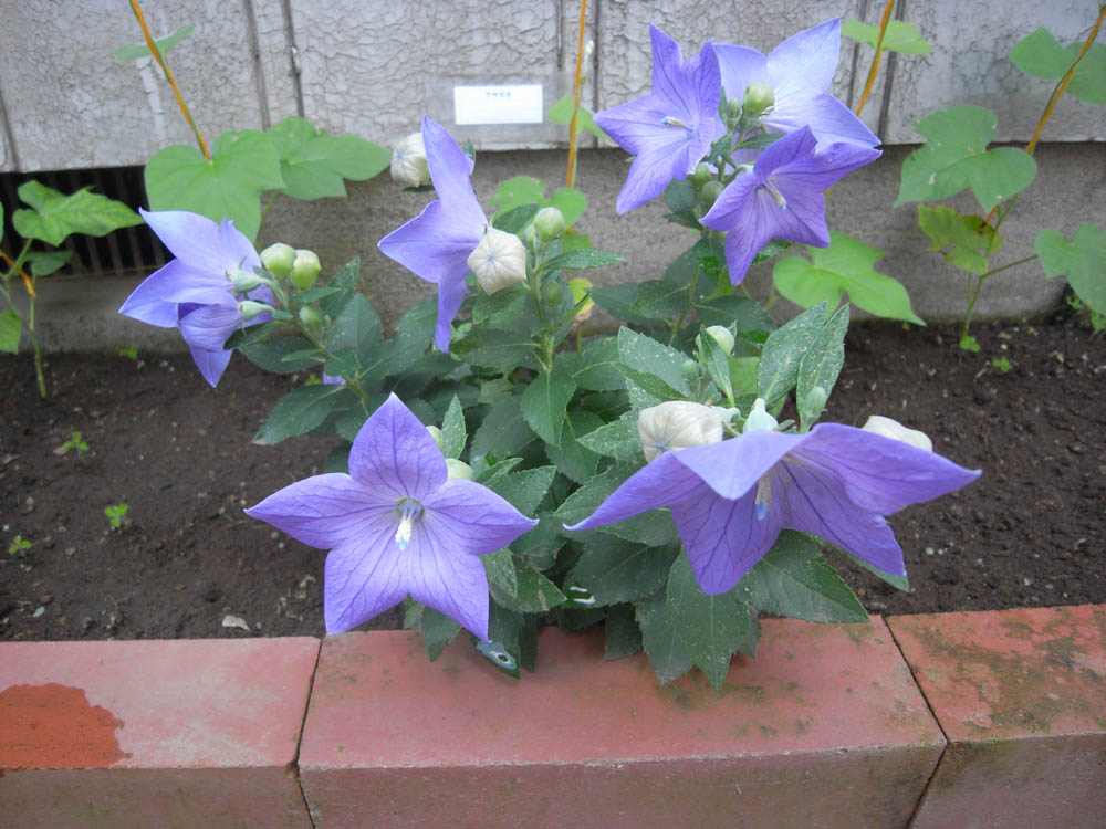 �V���P�O��