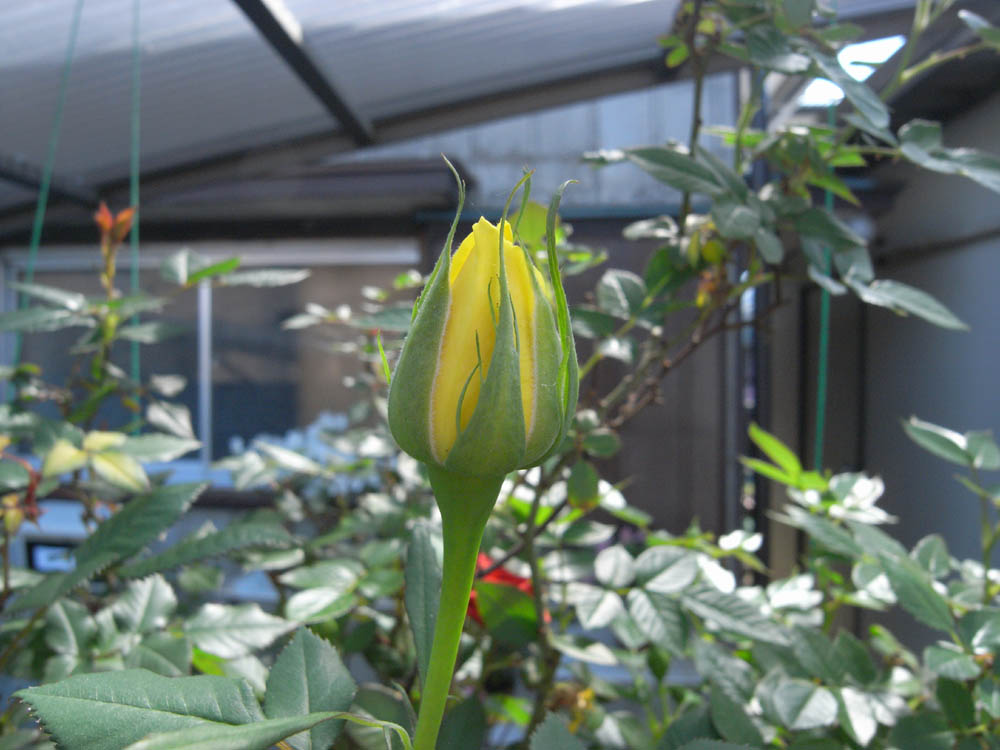 �T���P�R��