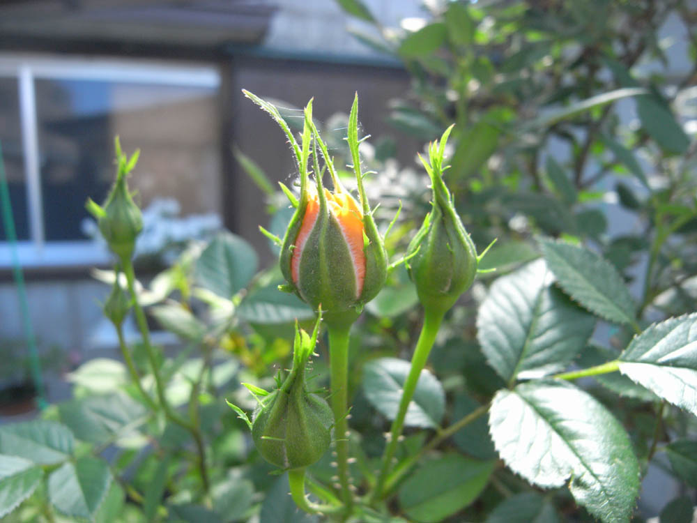 �T���P�R��