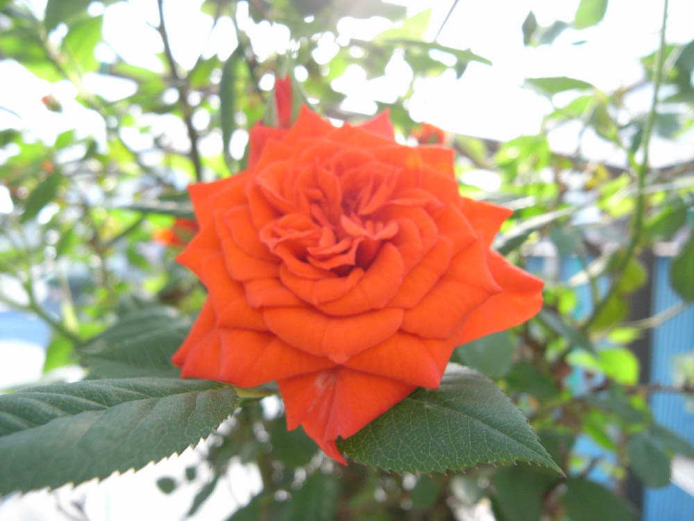 �T���P�X��