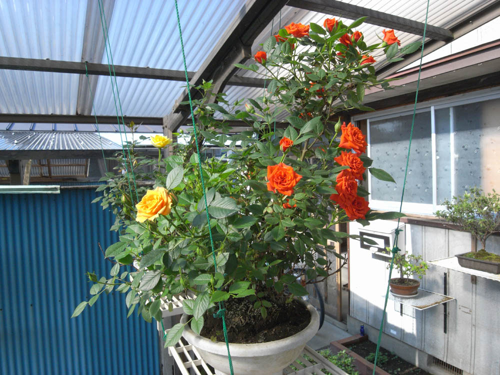 �T���P�X��