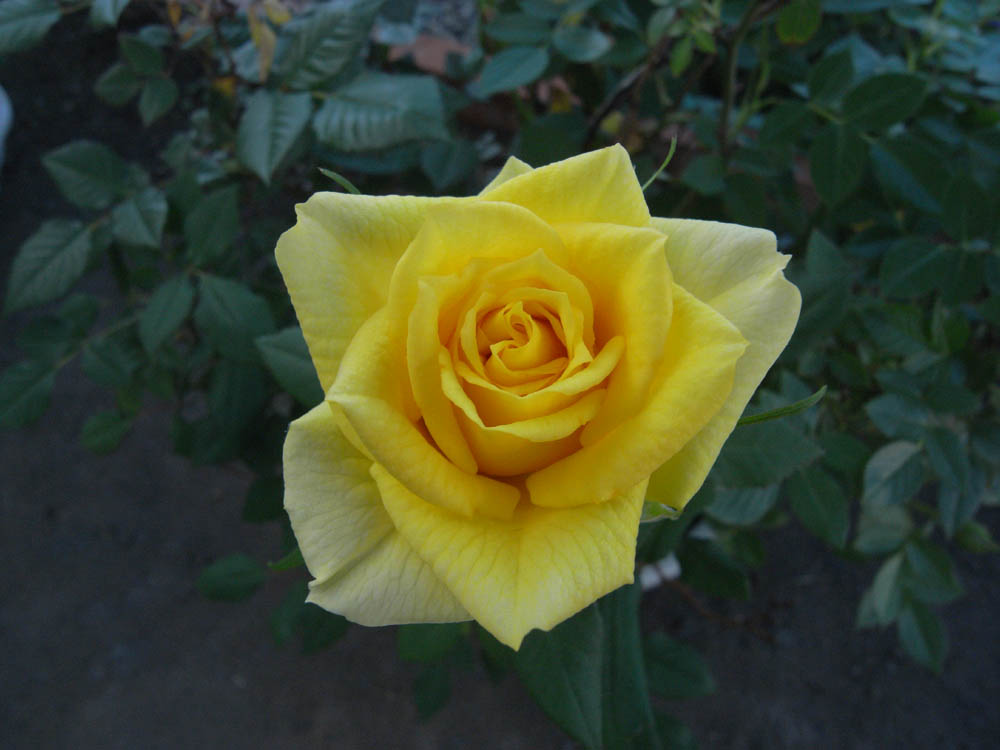 �T���P�X��