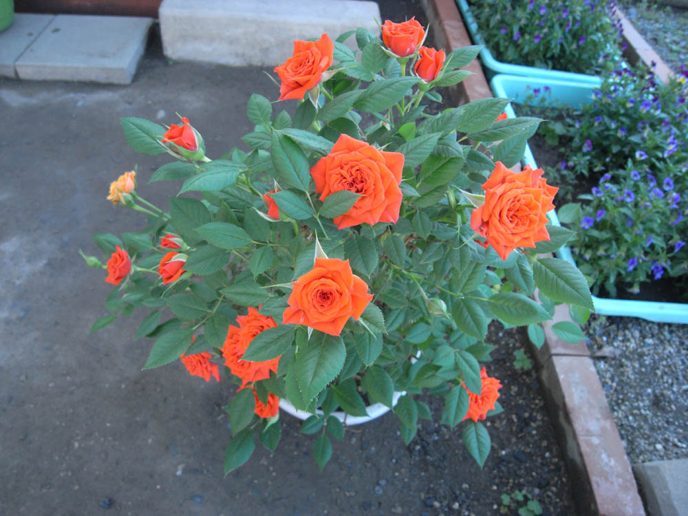 �T���P�X��