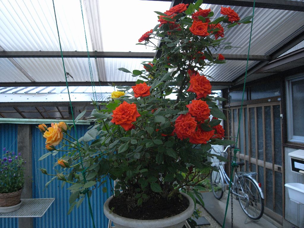 �T���Q�Q��