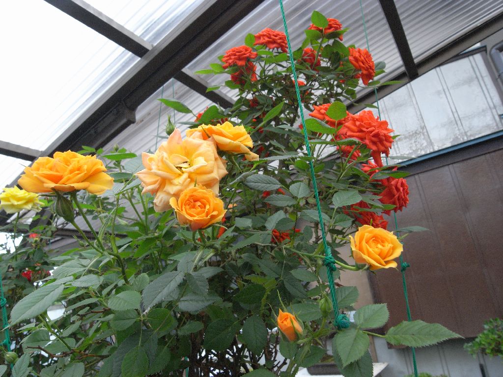 �T���P�X��