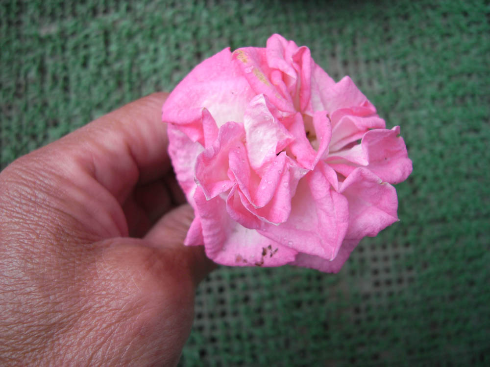 �U���O�U��