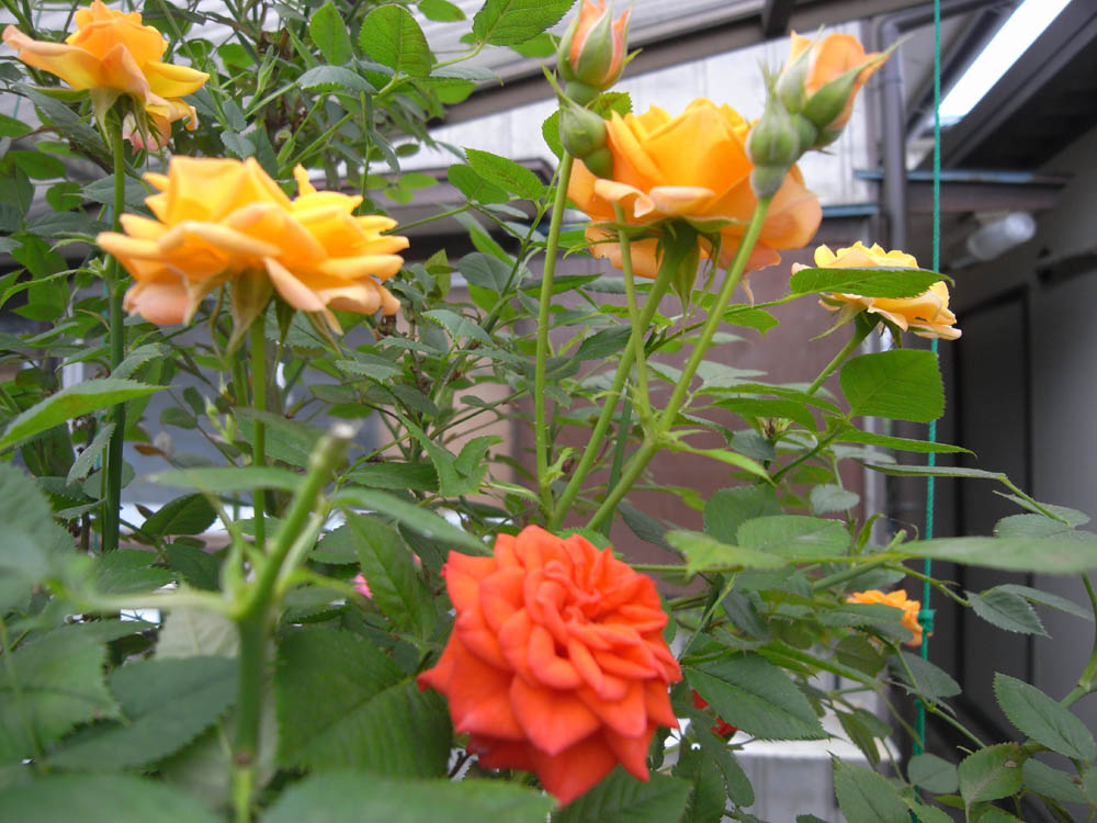 �U���O�U��