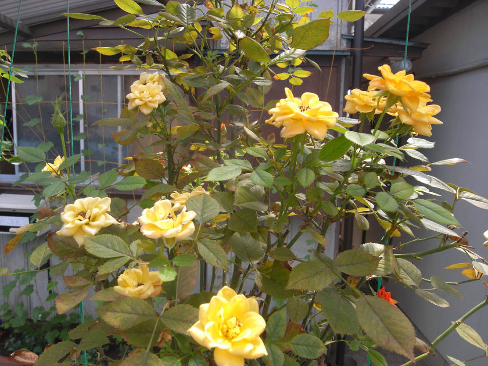 �W���O�P��