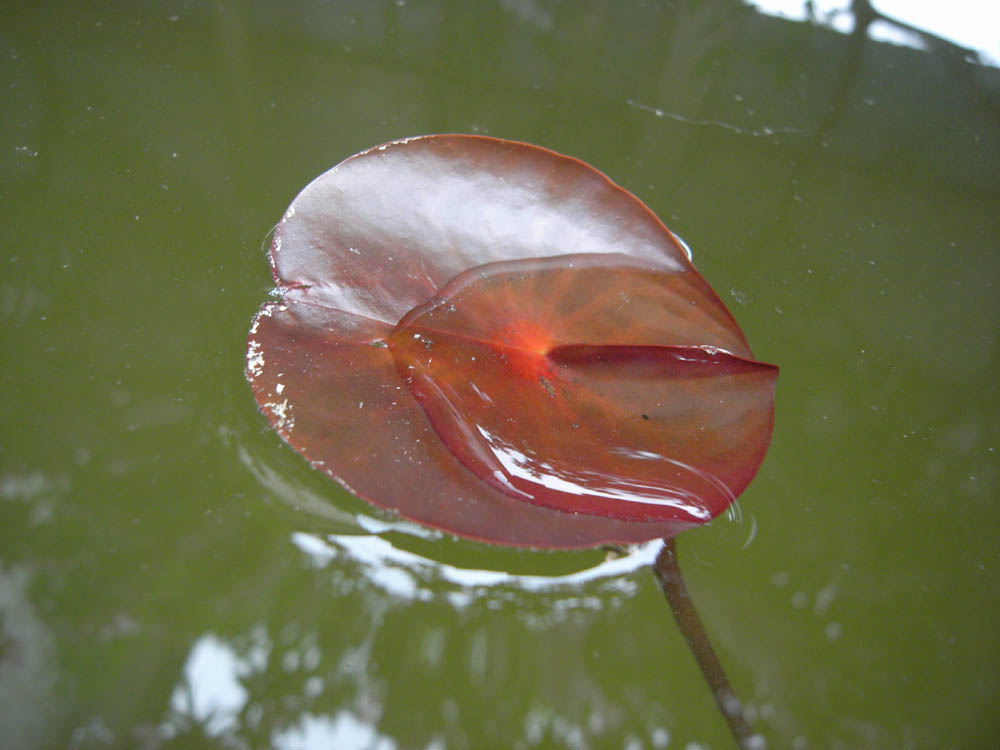 �T���O�X��