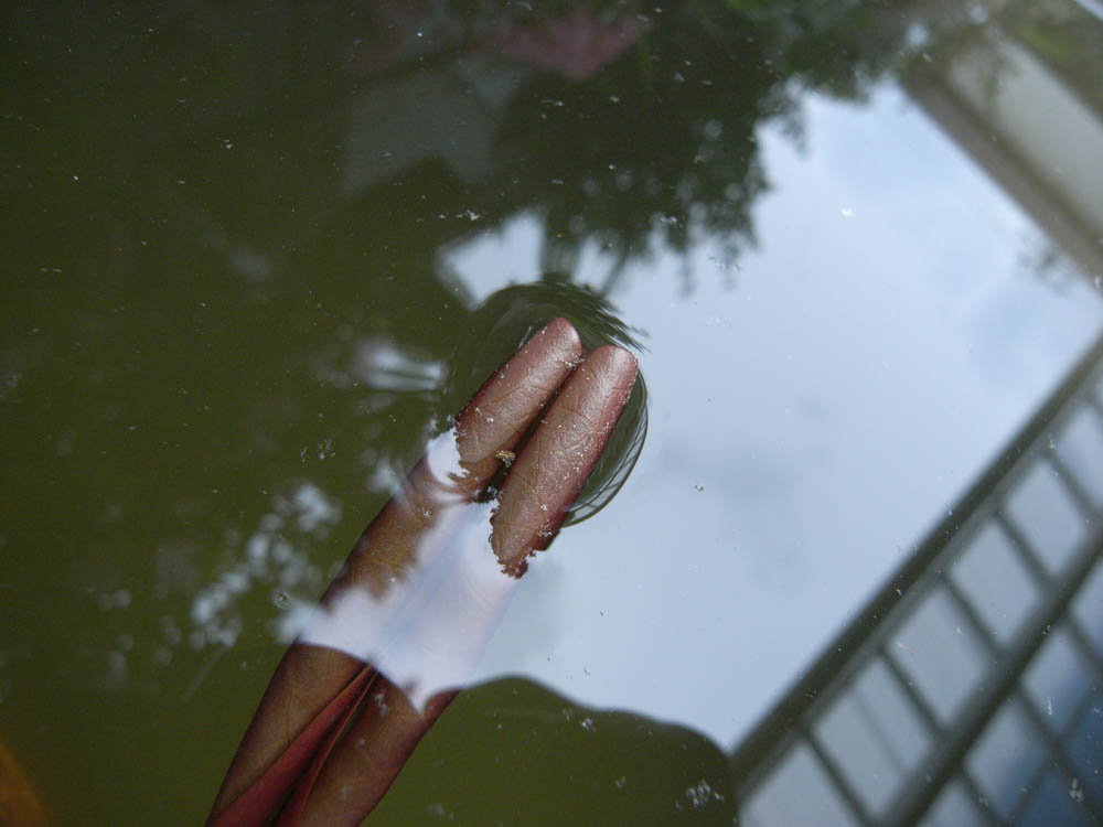 �T���O�X��